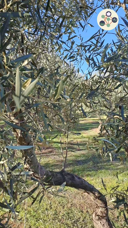 @almasubbetica is a leading #oliveoil cooperative known for its strong commitment to climate smart #agriculture #organicfarming